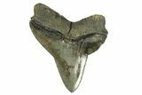 Serrated, Fossil Megalodon Tooth - Pathological Blade #274535-1